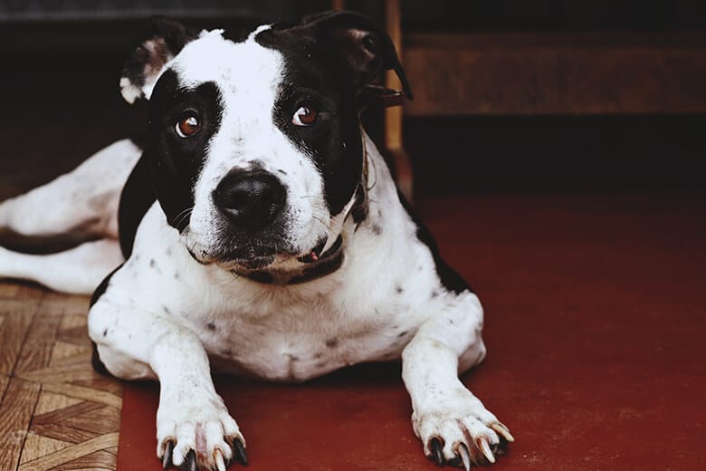 A black and white pit bull dog laying on the floor.