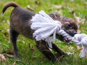 Chihuahua puppy engaging in a playful game with a rope toy.