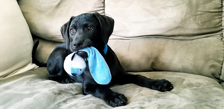 A black puppy with a blue toy in its mouth.