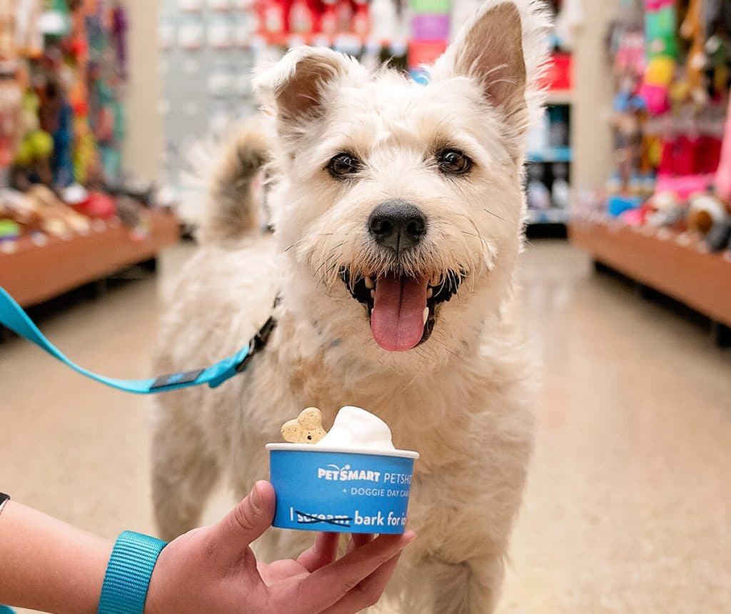 A dog is having fun holding a cup of ice cream in a store during National Ice Cream Month.