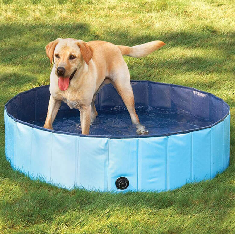 dog swimming pool