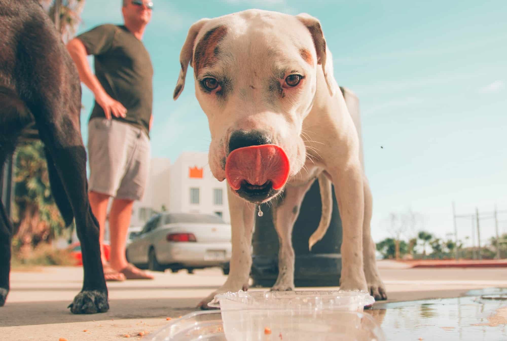 Keeping Dog Cool in Summer Updated