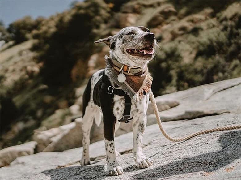 A dalmatian dog standing on a rock with a leash in one of the Dog-Friendly National Parks.