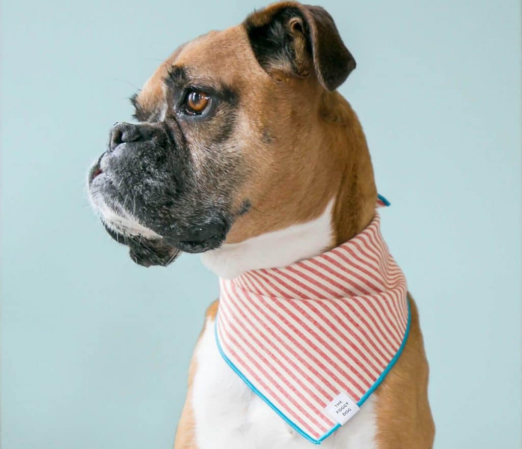 A dog wearing a striped, patriotic bandana.