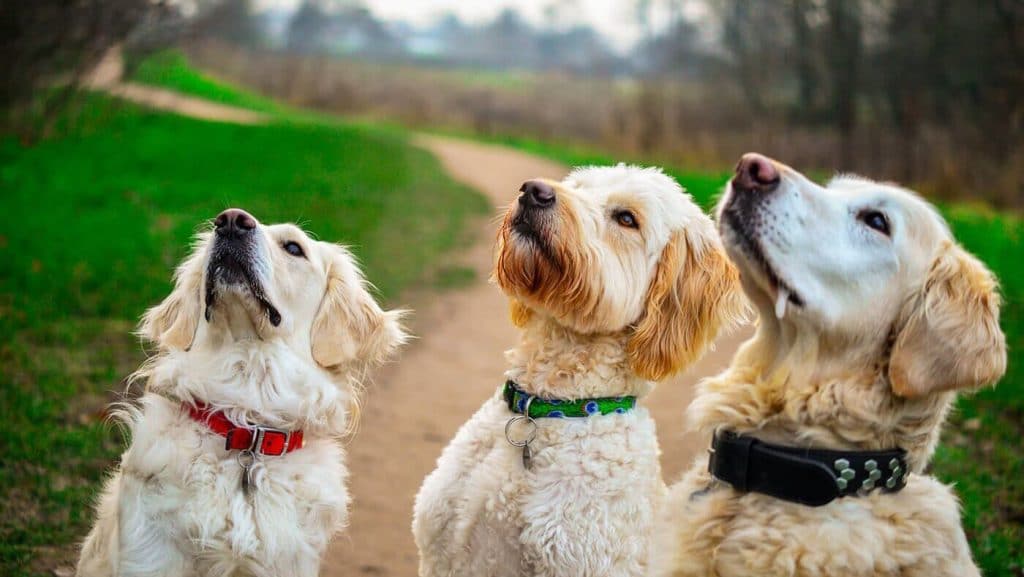 Three dogs standing on a path looking up at the sky.