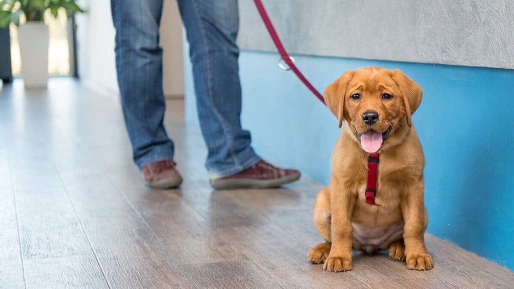 A labrador retriever on a leash in a hallway.