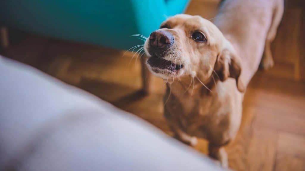 A dog is looking up at the camera.