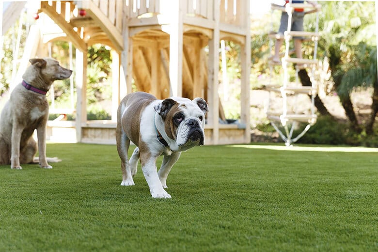 Two dogs standing in a dog-friendly backyard with artificial grass.