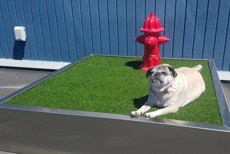 How to Create the Ultimate Backyard for Your Dog This Dogs Life