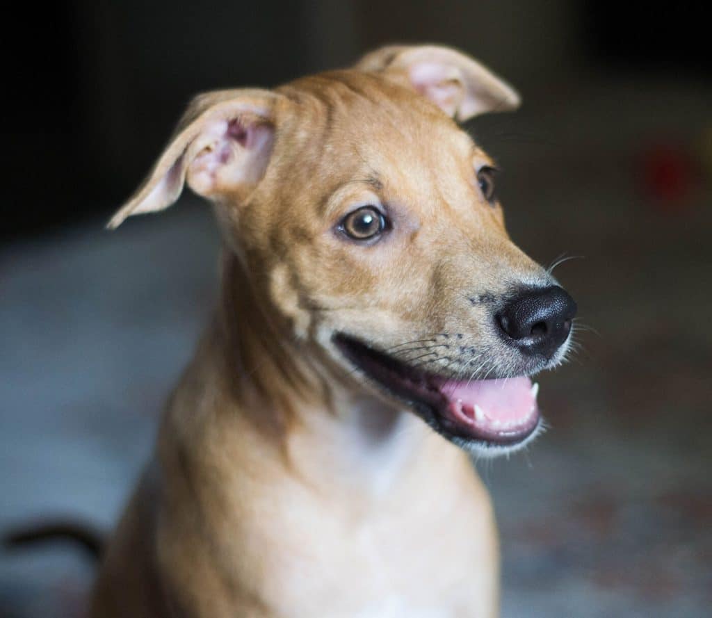 10 calming toys to entertain anxious dogs