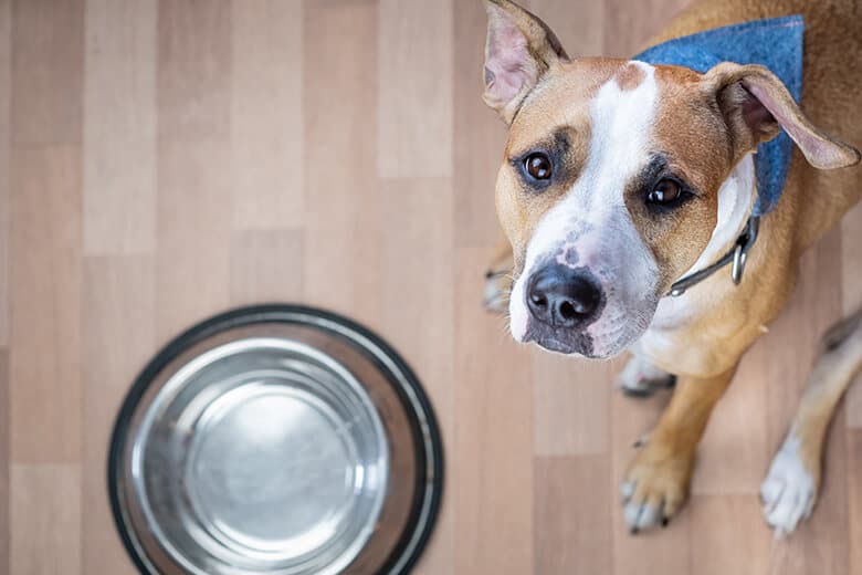 A dog standing next to its water and food bowls.