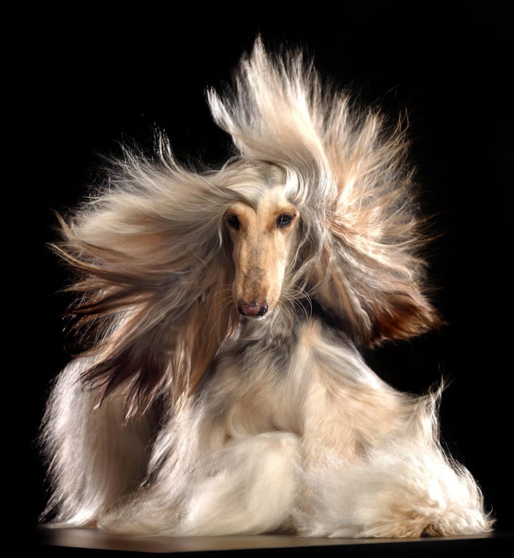 Afghan hound Dog Isolated on Black Background in studio