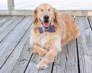A blind Golden Retriever wearing a bow tie on a wooden deck.