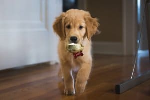 A blind golden retriever puppy walking with a toy in its mouth.