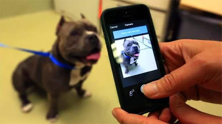 A person is taking a picture of a dog on a cell phone using Nose-Recognition Technology to identify it.