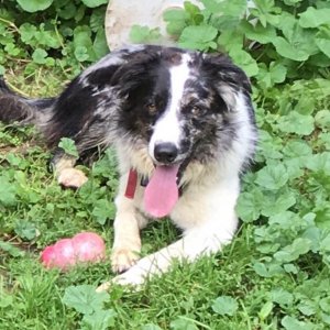 A black and white dog celebrating National Dog Day by laying in the grass.
