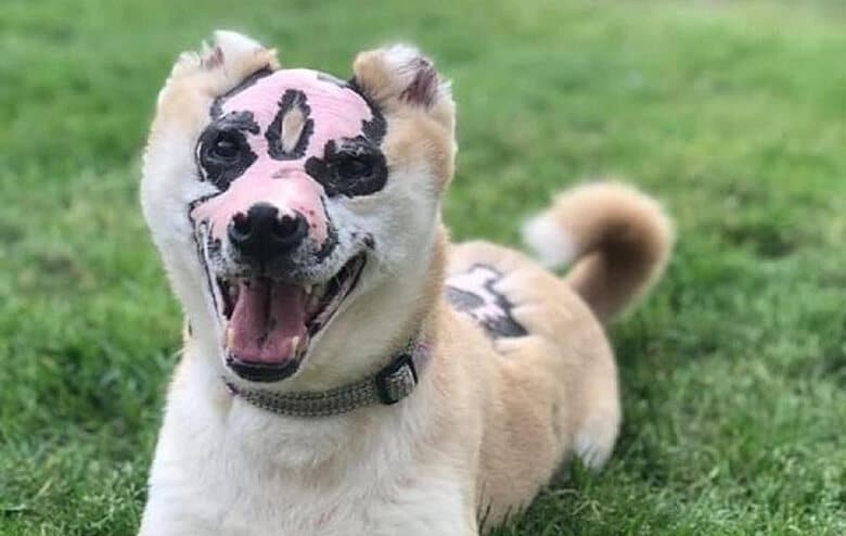 A therapy dog with a pink face sitting in the grass.