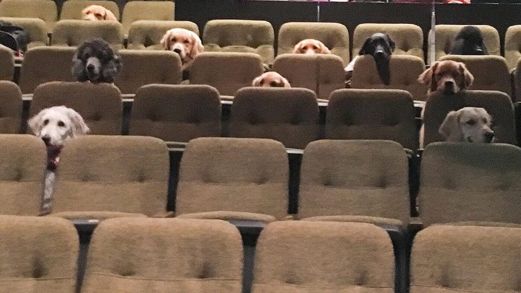 A group of dogs sitting in an auditorium.