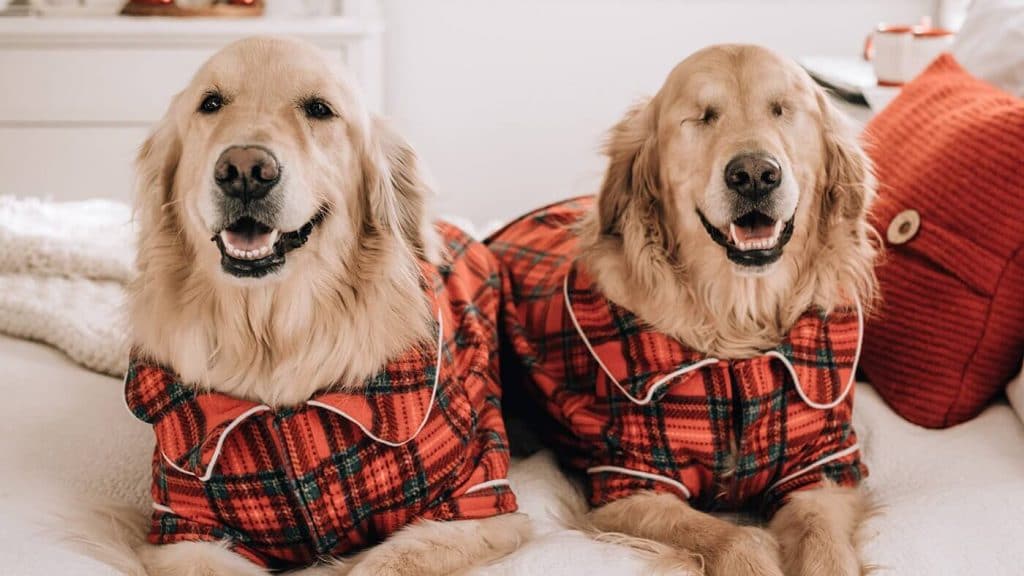 Two golden retrievers wearing plaid pajamas on a bed.