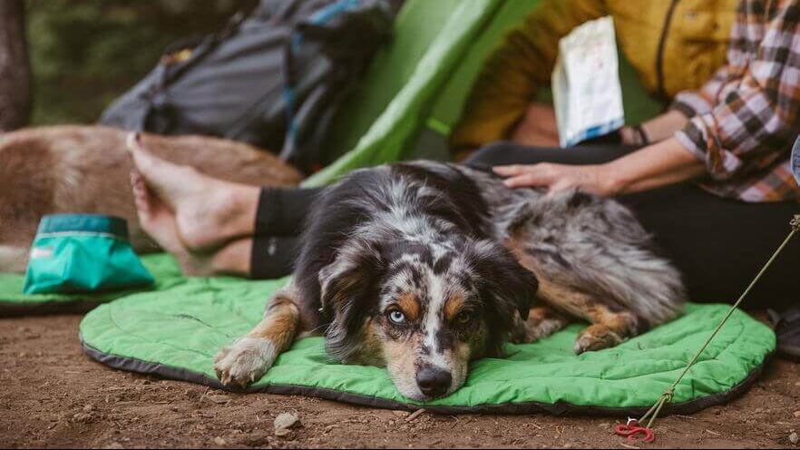 A dog laying on a green mat in front of a tent.