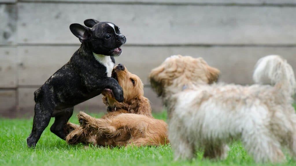 A group of dogs playing in the grass.