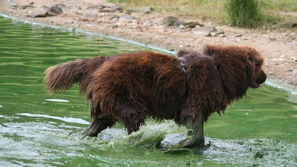 A brown dog standing in a pond with green algae.