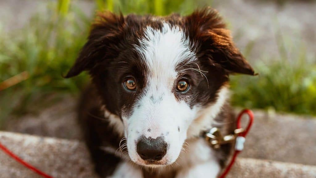 A black and white border collie puppy looking at the camera.