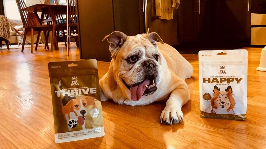 A bulldog is laying on the floor next to a bag of treats.