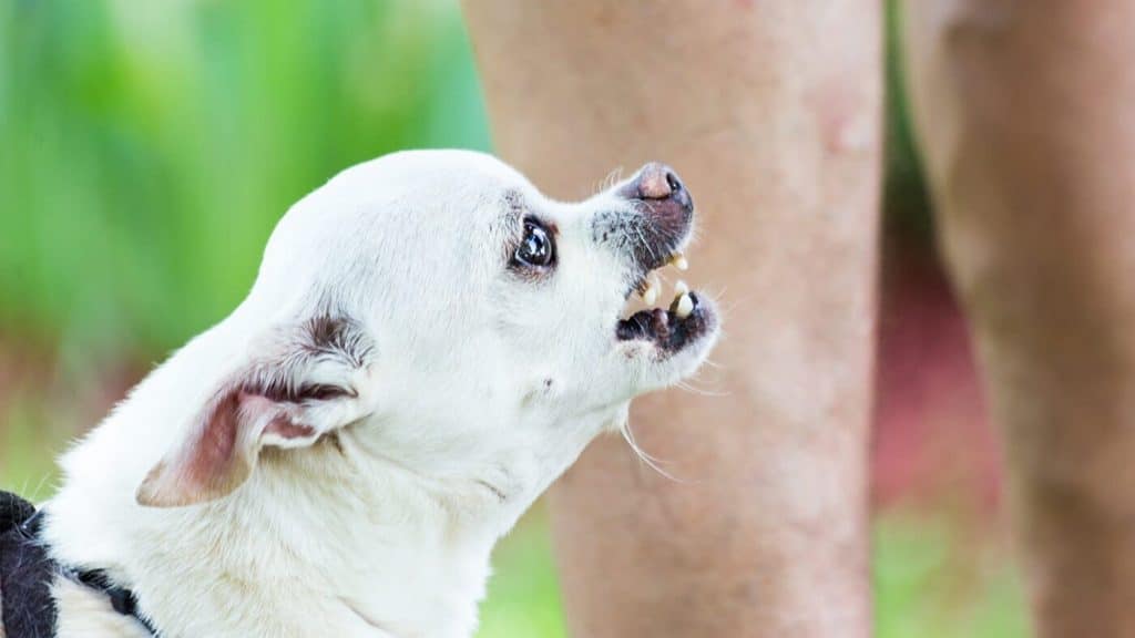 A chihuahua dog with its mouth open.