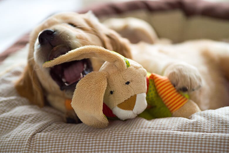 Golden Retriever puppy playing with his plush bunny in his cozy