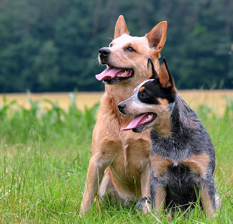 average weight of a blue heeler