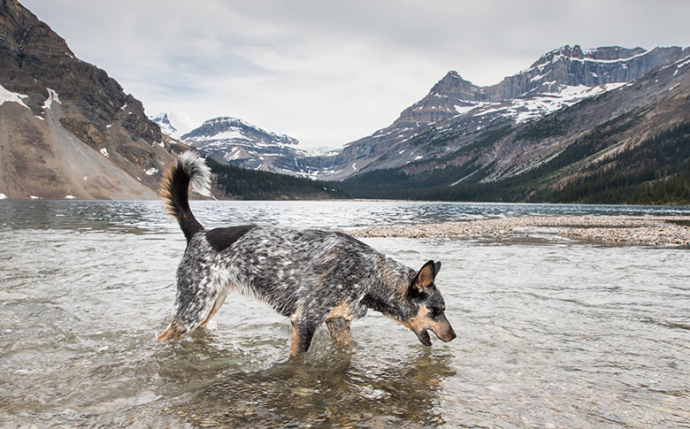 Blue Heeler Dog playing on the shores of Bow lake in the Canadian Rockies, Banff National Park Alberta