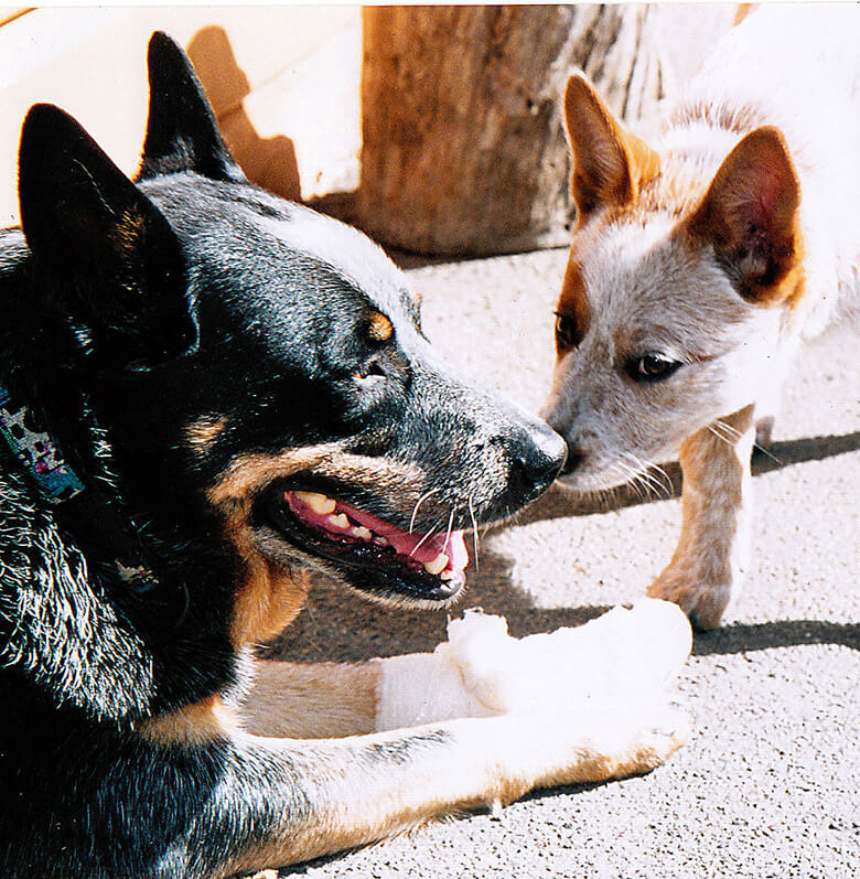 Australian Cattle Dog