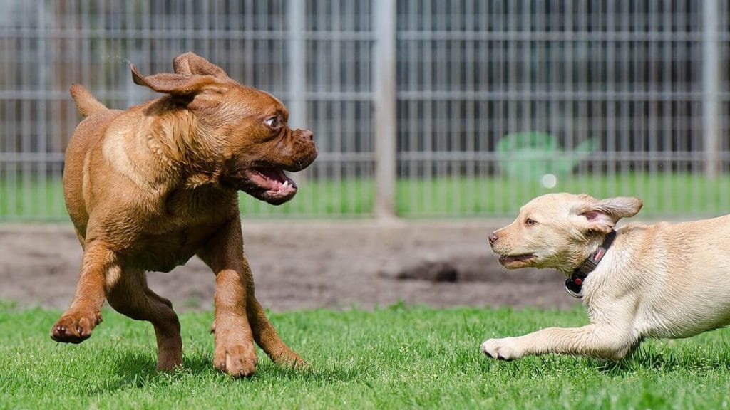 A dog chasing another dog.