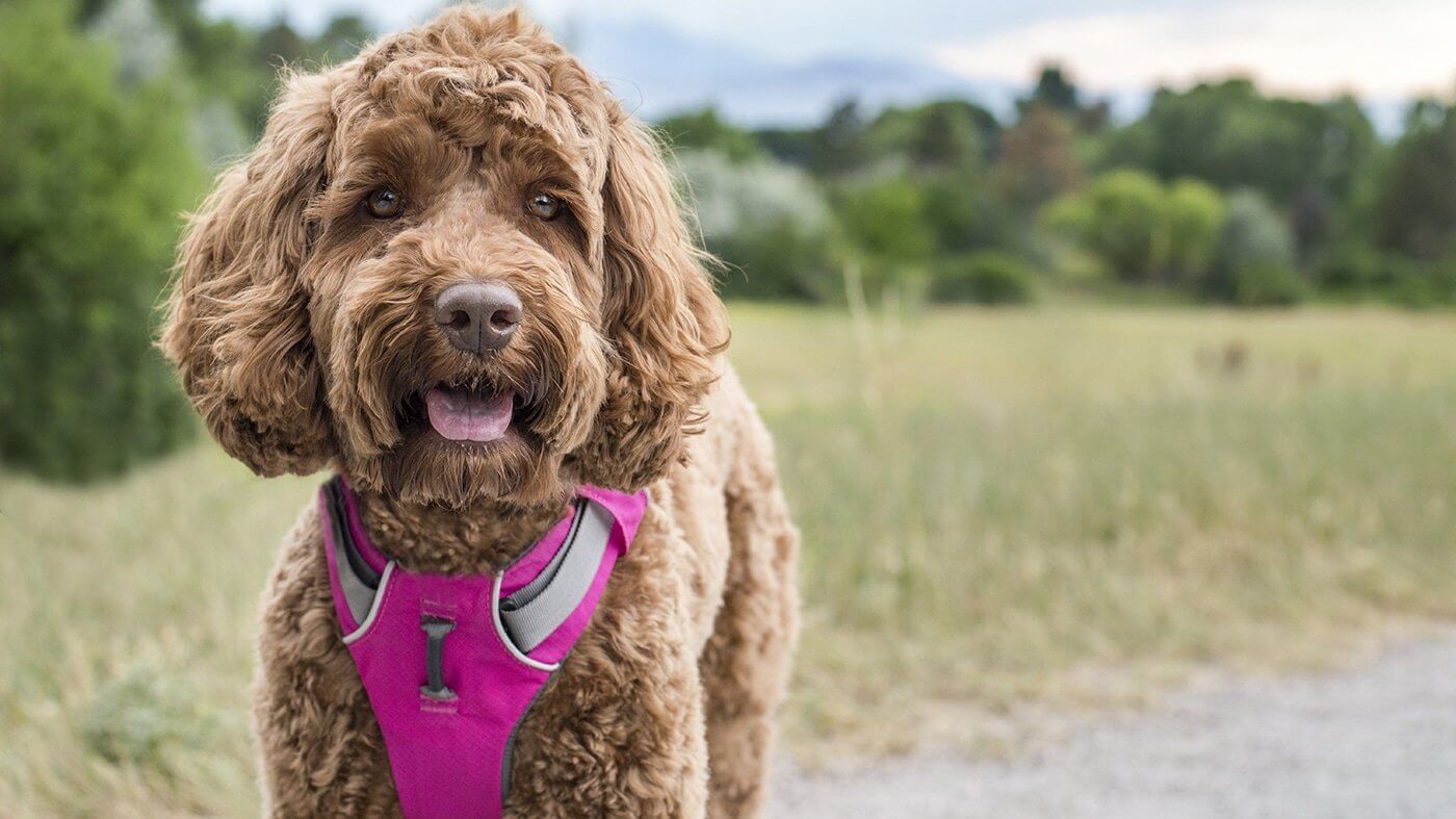 A brown poodle wearing a pink harness.