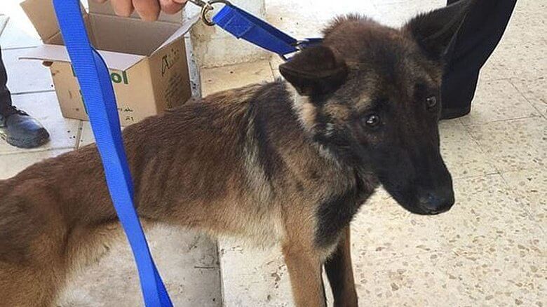 A dog with a blue leash is being held by a person.