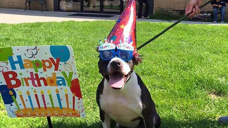 A dog wearing a birthday hat and sunglasses.