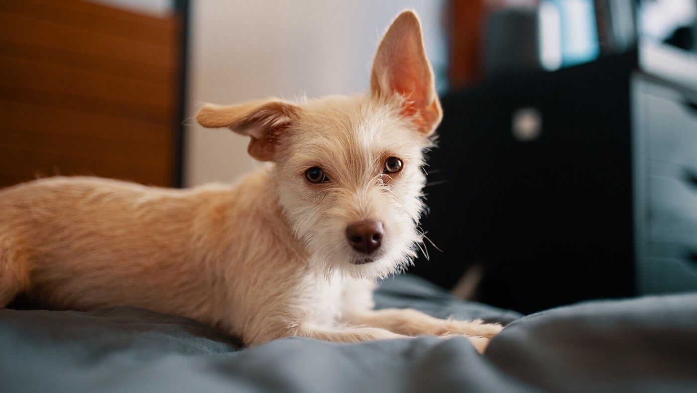 A small white dog laying on a bed.