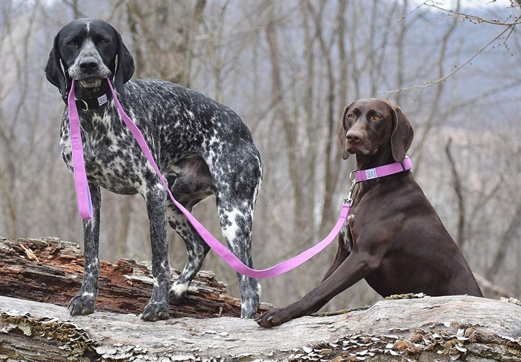 Two dogs standing on a log, showcasing a day in the dog's everyday life.