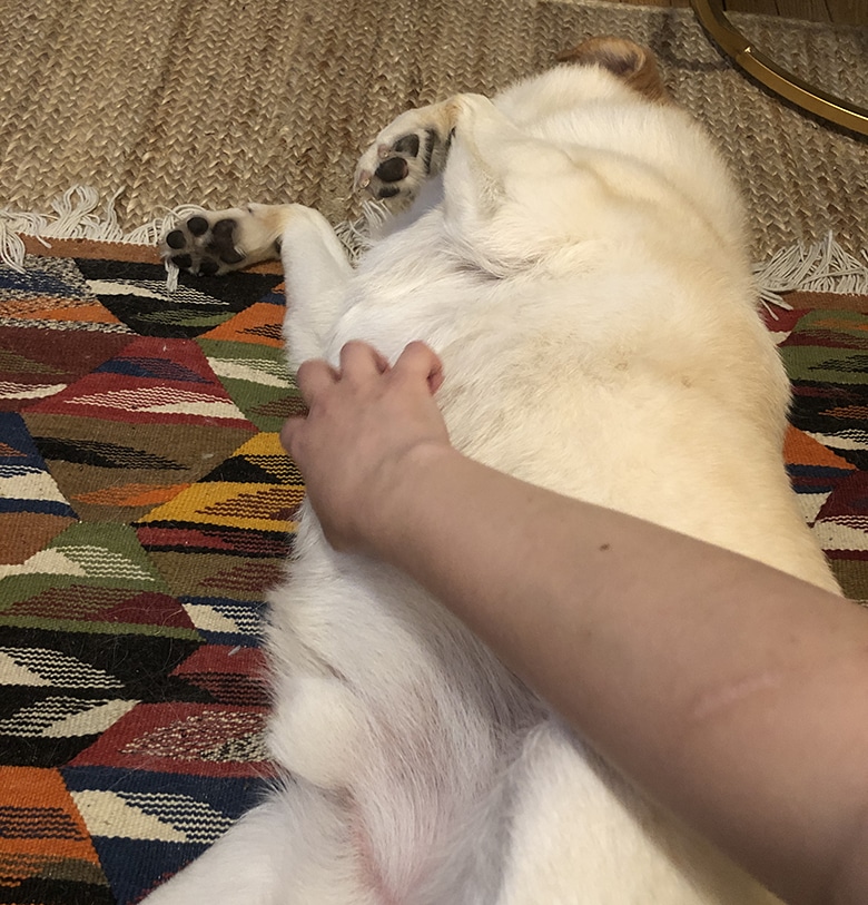 Cooper getting his belly rubbed This Dogs Life