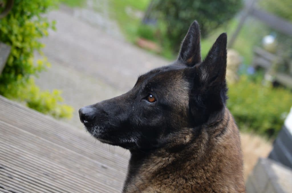 A heroic dog is sitting on a wooden deck.