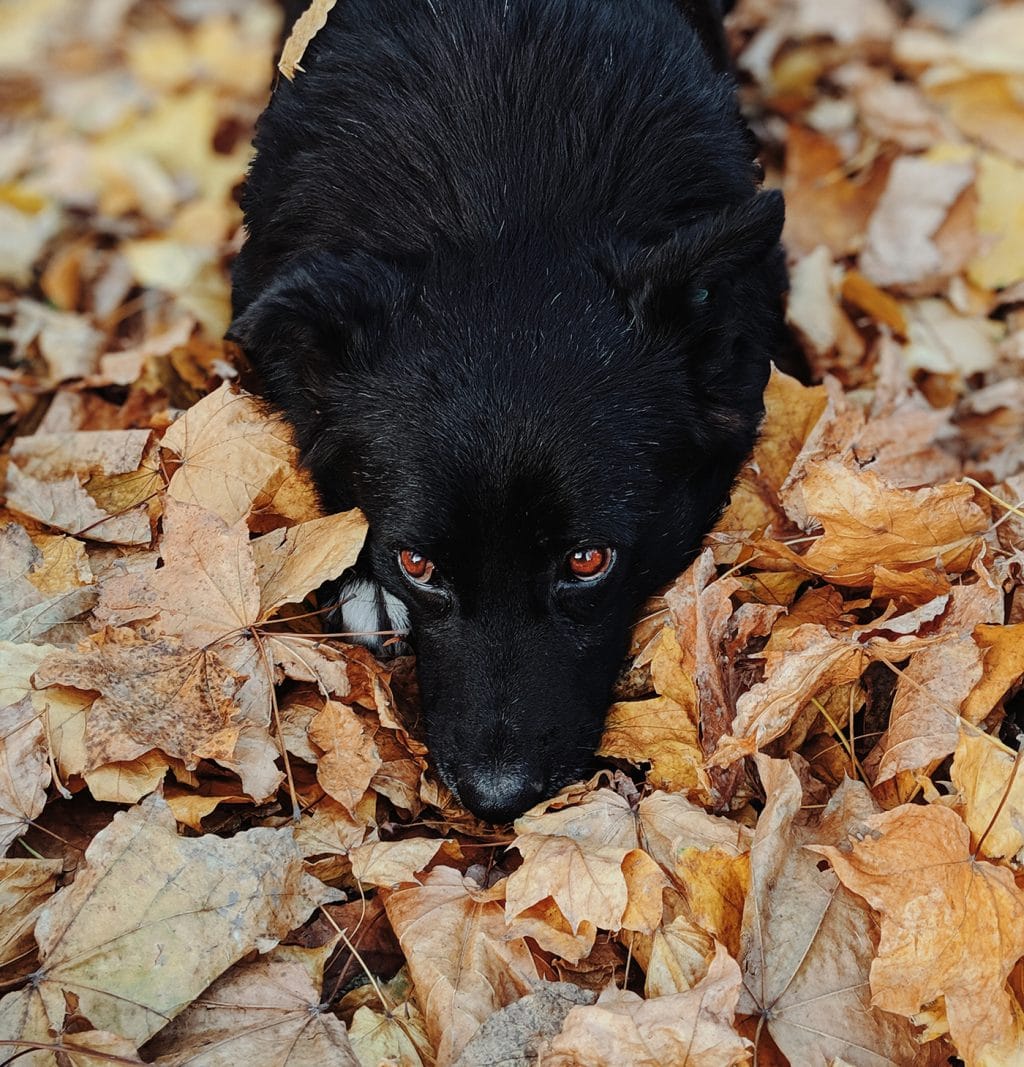 A black dog laying in a pile of common fall hazards.