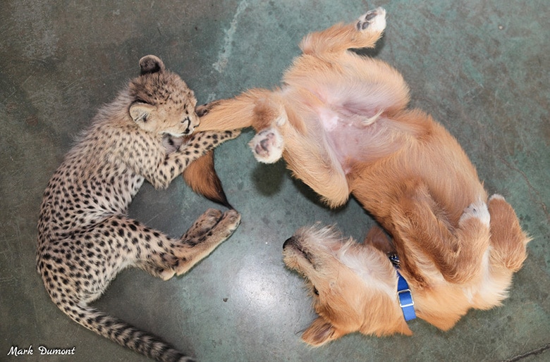 A dog and a cheetah cub playing on the floor at the zoo.