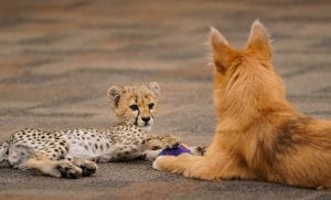 A cheetah cub and its dog bestie playing with a toy.