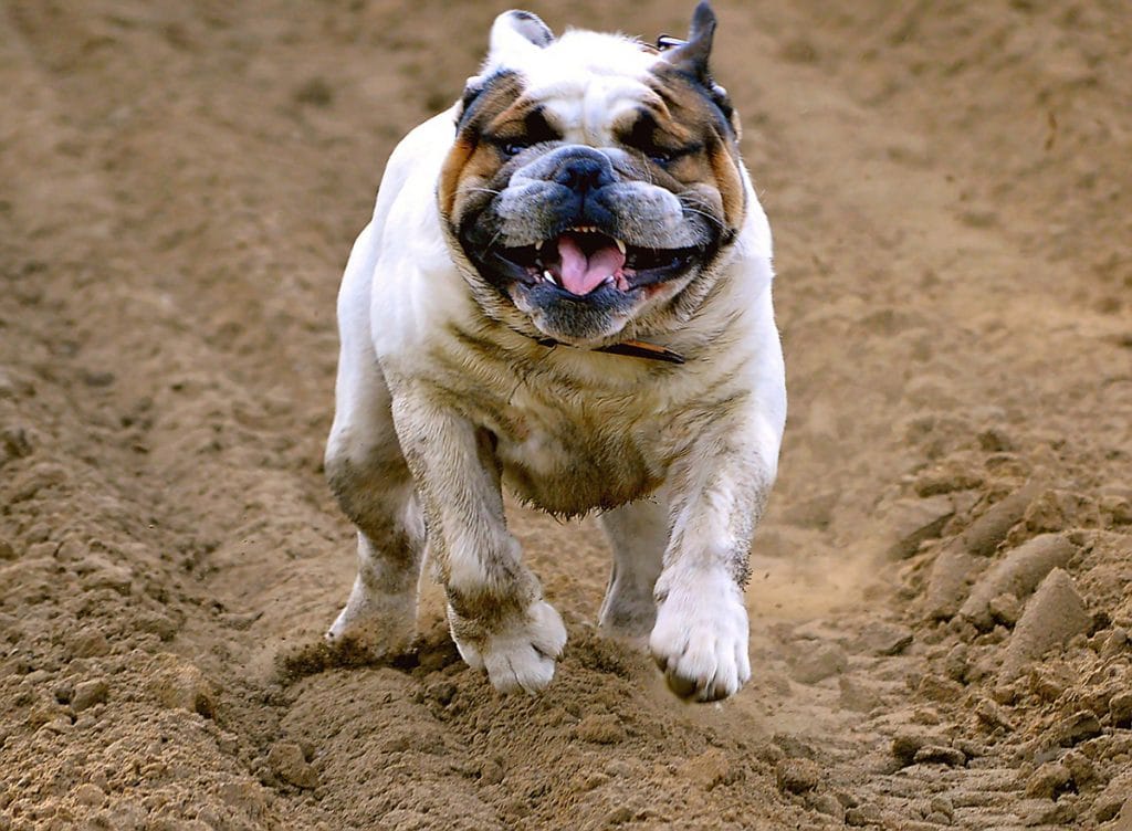 Smelly Dog English Bulldog