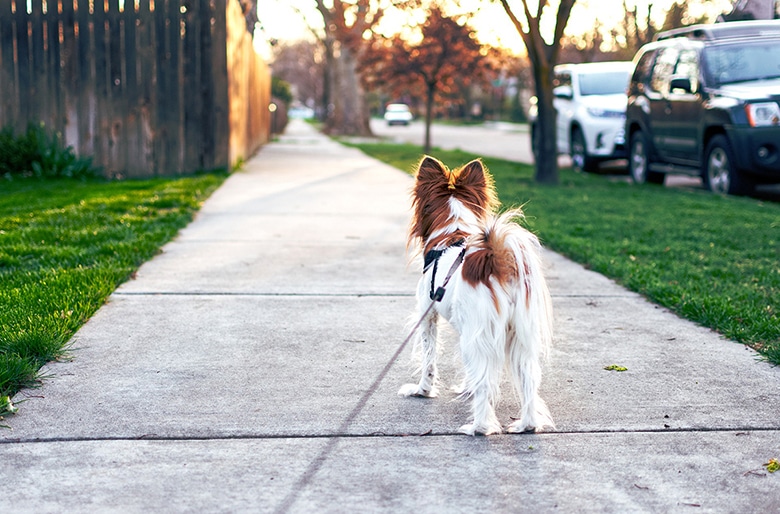 A dog sniffing and walking on a leash on a sidewalk.