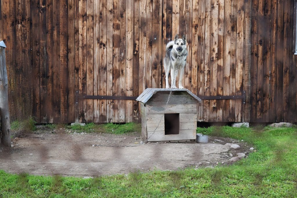 A dog standing on top of a dog house, observing the states' tethering laws.