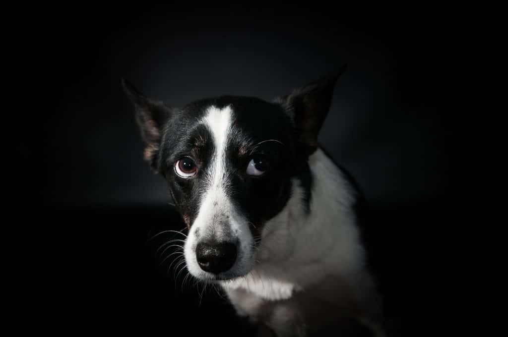 A black and white dog is staring at the camera.