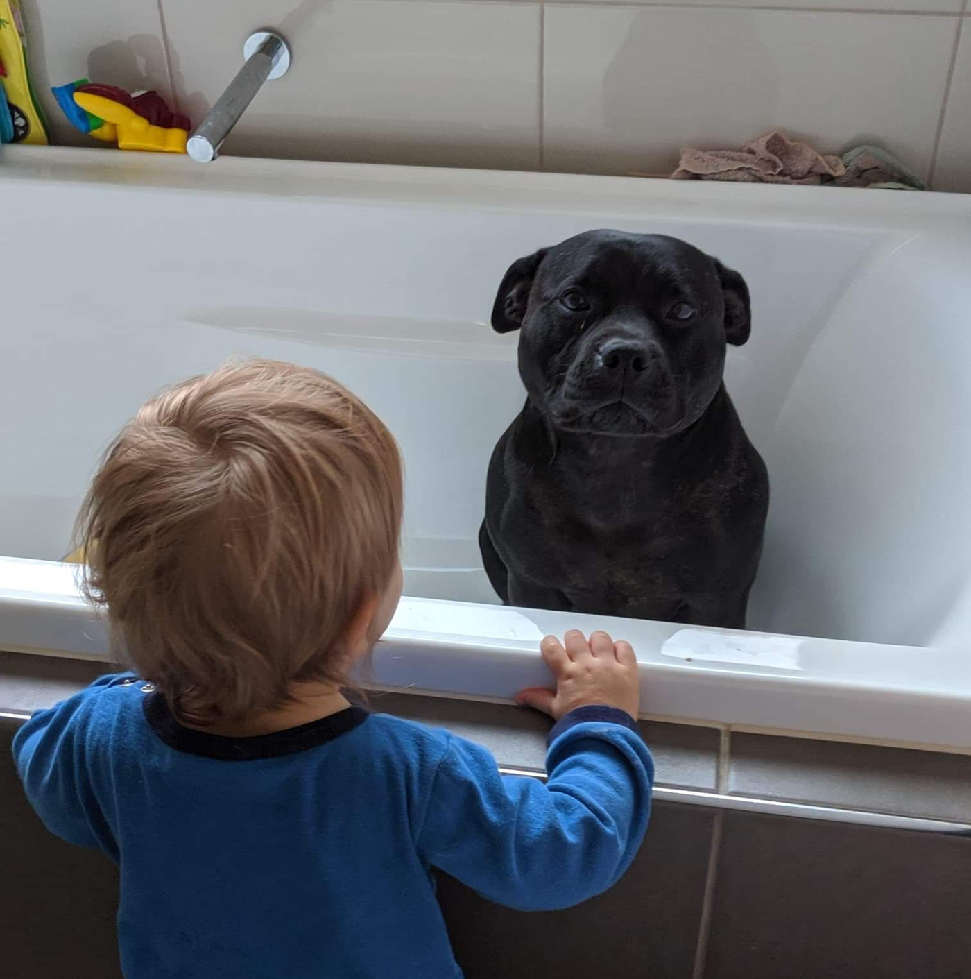 dog in bath