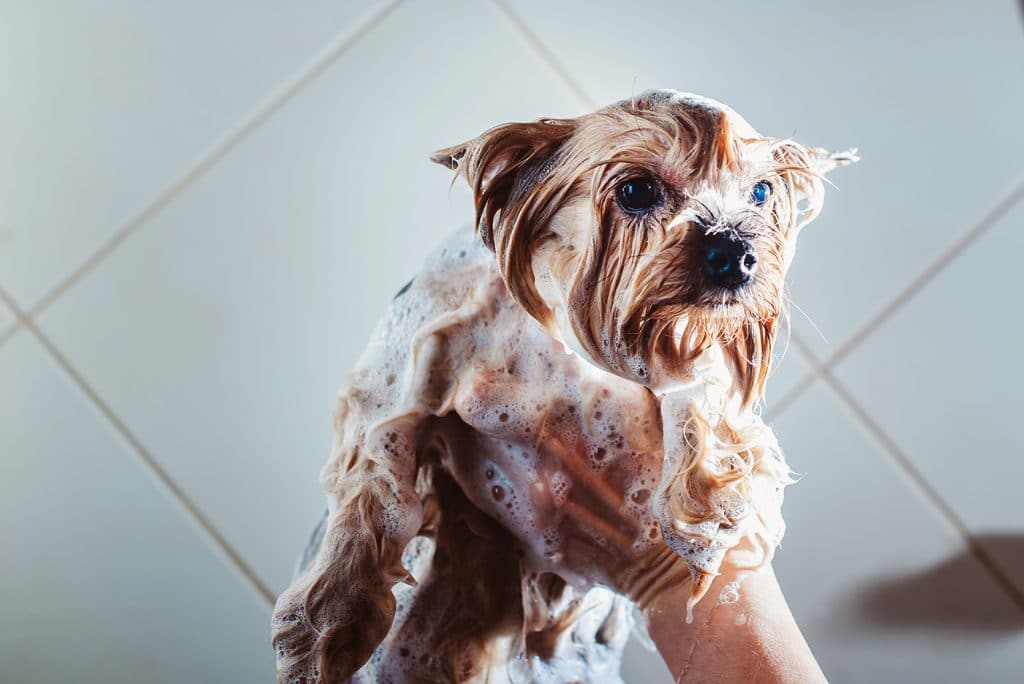 A dog receiving a good brush by a person in a bathroom.